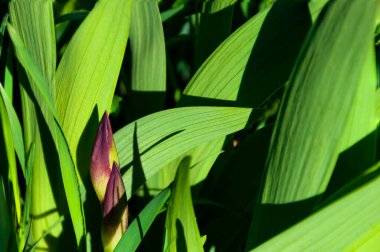 Genç yeşil yaprakların doğal arka plan ve dokusu ve iris tomurcukları parlak güneş ışığıyla aydınlanır ve cilt renklerine, tonları ve gölgelere özel olarak odaklanır..