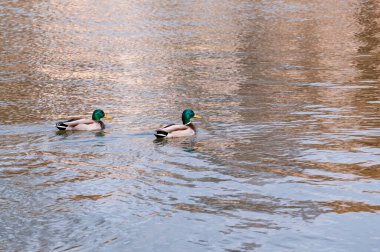 İki Mallard ördeği gölde yüzer, akşamları göl olur..