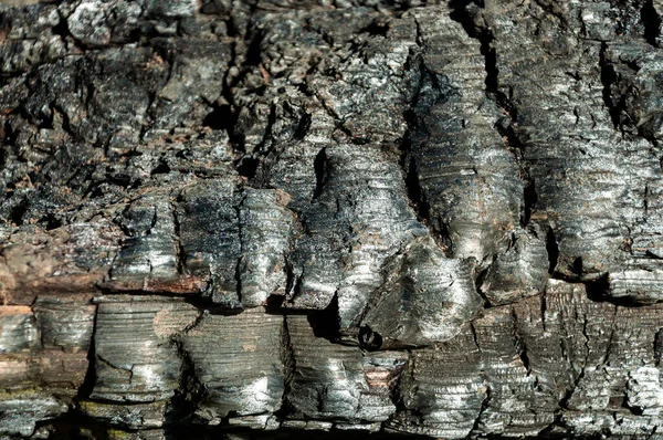 Textuur Van Verbrande Boomstam Sluitingen Van Verkoolde Zwarte Schors — Stockfoto