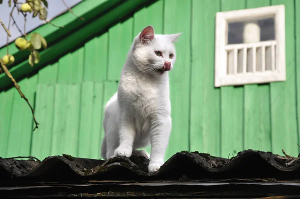 Bílá Kočka Kráčí Podél Okraje Střechy Dívá Nahoru Dolů Olizuje — Stock fotografie