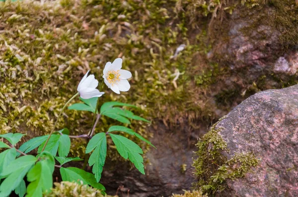 Prímulas Primavera Anêmona Contra Fundo Pedras Cobertas Com Musgo Fora — Fotografia de Stock