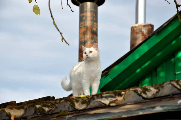 A white cat walks along the roof and looks up at a branch of an apple tree. A white cat walks on the roof and freezes in an interesting pose.