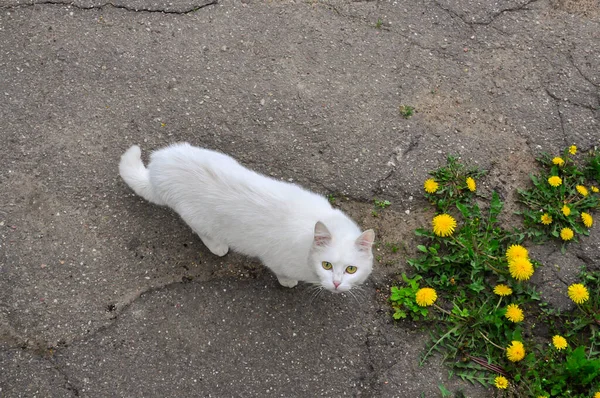 아스팔트 배경에 고양이와 민들레 — 스톡 사진
