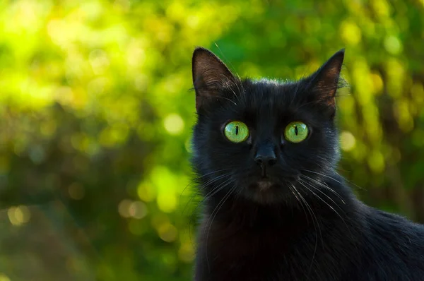 一只长着大大的绿色眼睛的黑猫在模糊的花园背景上的画像 — 图库照片