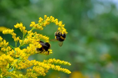 2 sarı çizgili yaban arısı, parlak sarı çiçekli altın bir bitki üzerinde polen topluyor..