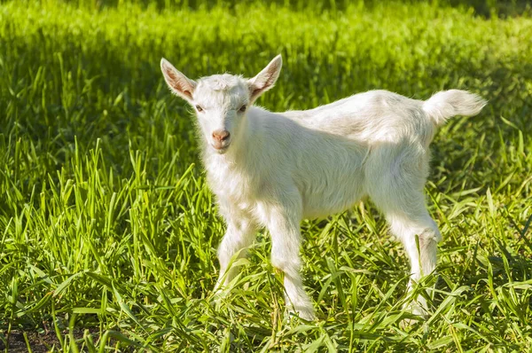 Biała Koza Zielonej Trawie Portret Zwierzęcia Pełnej Długości — Zdjęcie stockowe