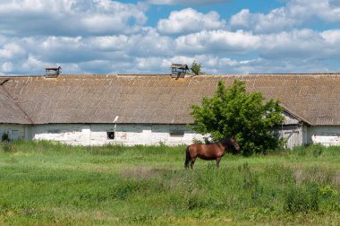 Eski ahırın yakınındaki çayırda bir at yürüyor..
