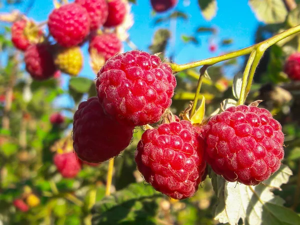 Rijpe Geurige Frambozen Hangen Een Bos Aan Een Tak Tuin — Stockfoto