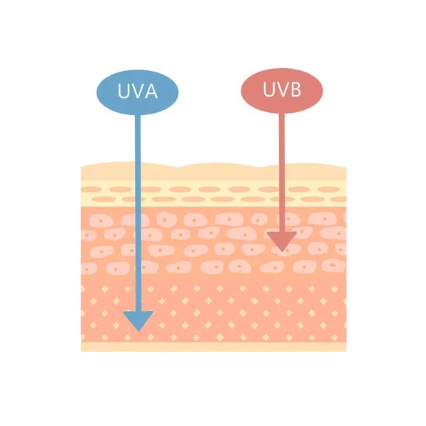 Estrutura Pele Como Uva Uvb Funcionam Fundo Branco —  Vetores de Stock