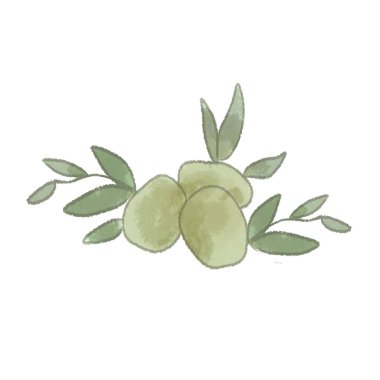 Bir zeytin. Beyaz bir arkaplanda.
