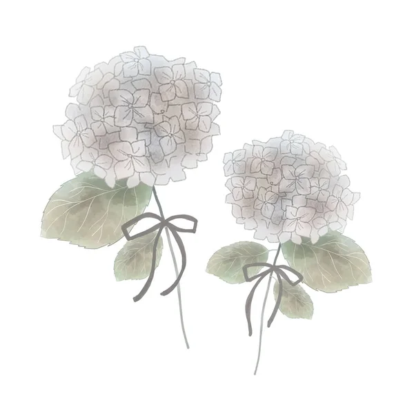 Fleur Séchée Hortensia Sur Fond Blanc — Image vectorielle