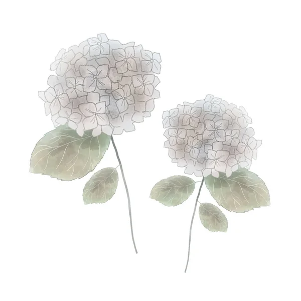 Flor Seca Hortensia Sobre Fondo Blanco — Archivo Imágenes Vectoriales