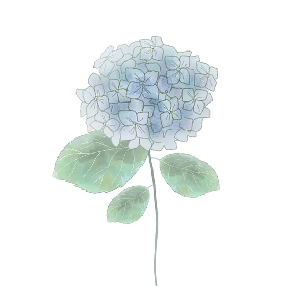 Aquarell Blaue Hortensie Auf Weißem Hintergrund — Stockvektor