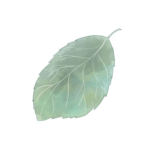 Hoja Hortensia Sobre Fondo Blanco — Vector de stock