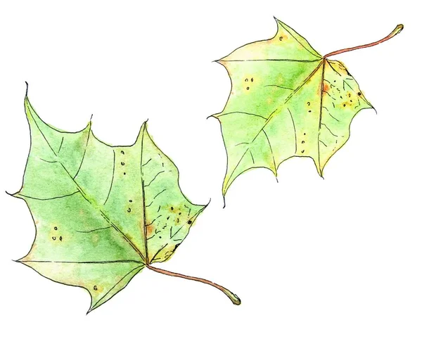 Illustration Aquarelle Feuilles Érable Isolées Sur Fond Blanc — Photo