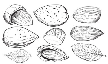 Beyaz arka plan üzerinde vektör Hindistan cevizi. İzole fındık.