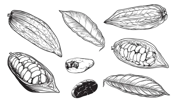 Fèves de cacao isolées vectorielles sur fond blanc — Image vectorielle