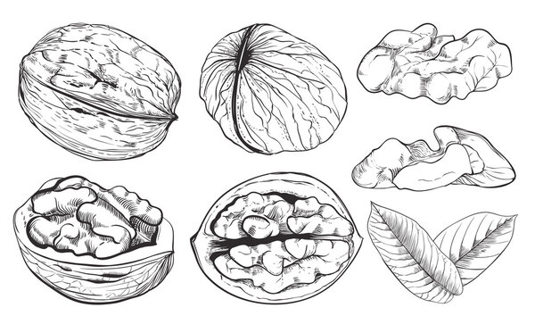 Vector walnut on white background. Isolated nuts.