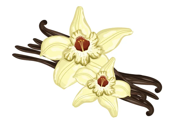 Vanilla sticks with a flower on white background — Stock Vector