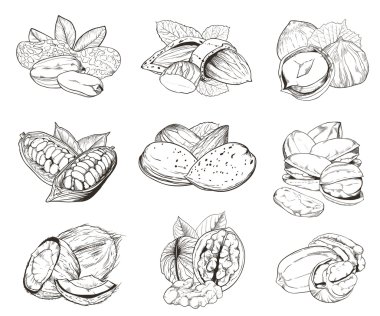 Engraved nuts isolated. Set of mixed nuts. clipart