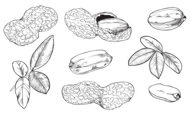 Beyaz arka plan üzerinde vektör fıstık. İzole fındık.