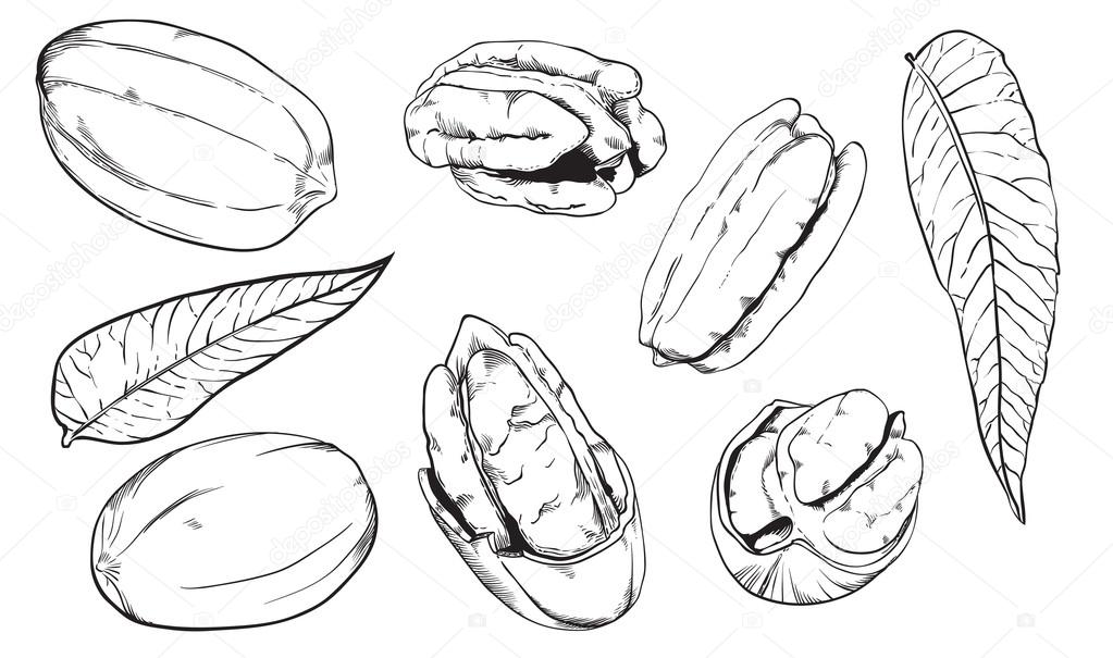 Vector pecan on white background. Isolated nuts.