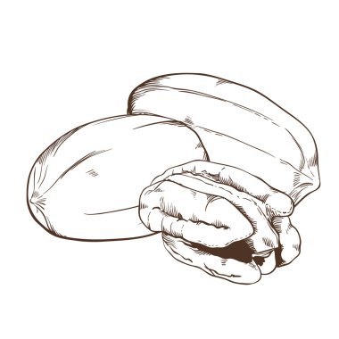 Beyaz arka plan üzerinde izole cevizli vektör