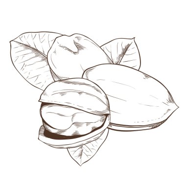 Beyaz arka plan üzerinde izole fıstıklı vektör