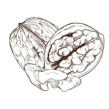 Beyaz arka plan üzerinde izole ceviz vektör