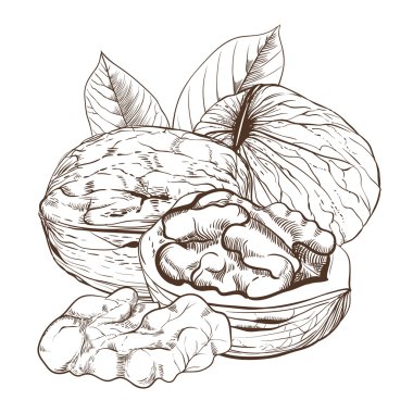 Beyaz arka plan üzerinde izole ceviz vektör