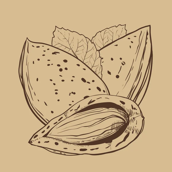 Vector de almendras aislado sobre fondo marrón — Vector de stock