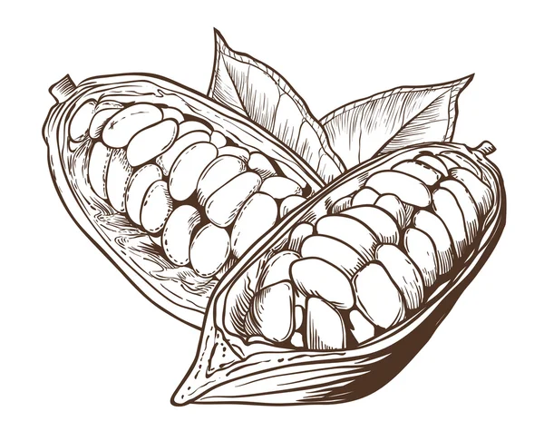 Vecteur de cacao isolé sur fond blanc — Image vectorielle