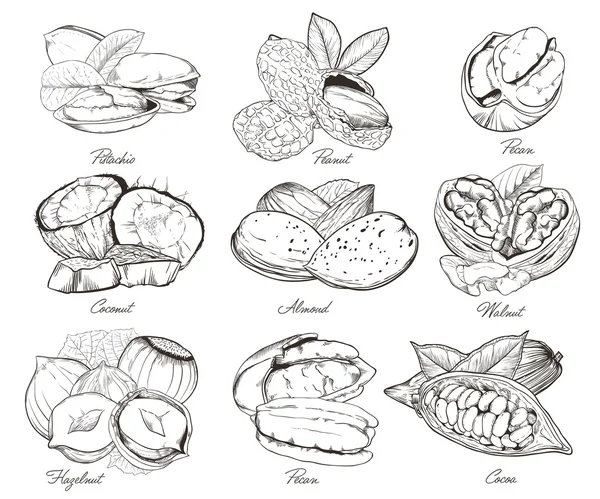 Tuercas grabadas aisladas. Conjunto de frutos secos mixtos . — Archivo Imágenes Vectoriales