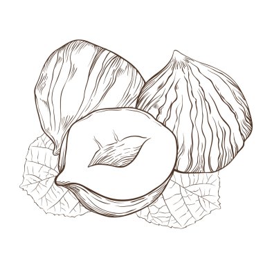 Beyaz arka plan üzerinde izole fındık vektör