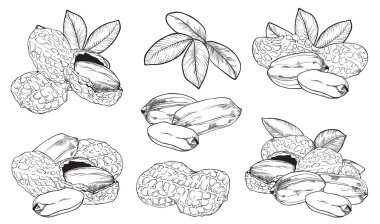 Beyaz arka plan üzerinde vektör fıstık. İzole fındık.