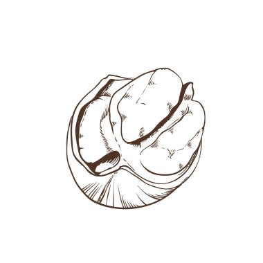 Beyaz arka plan üzerinde izole cevizli vektör