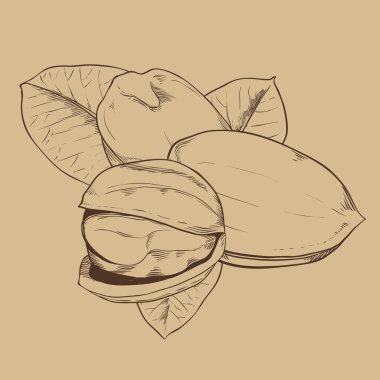 Fıstıklı vektör antika arka plan üzerinde izole