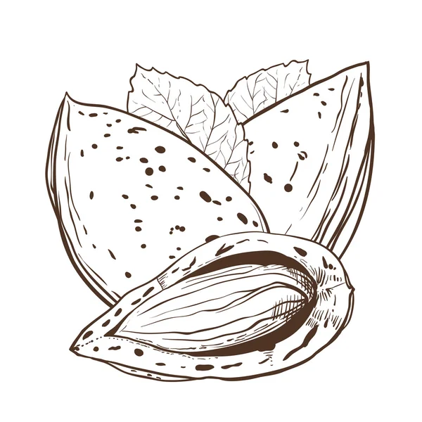 Vecteur d'amandes isolé sur fond blanc — Image vectorielle