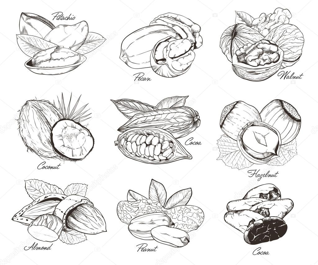 Isolated nuts on white background. Engraved vector illustration of leaves and nuts of pistachio, pecan, walnut, coconut, cocoa, hazelnut, almond, peanut. Set of mixed nuts.