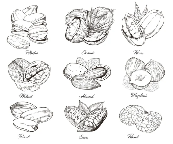 Gegraveerde noten geïsoleerd. Set van gemengde noten. — Stockvector