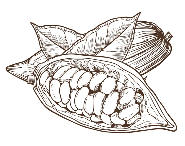 Vettore di cacao isolato su sfondo bianco — Vettoriale Stock