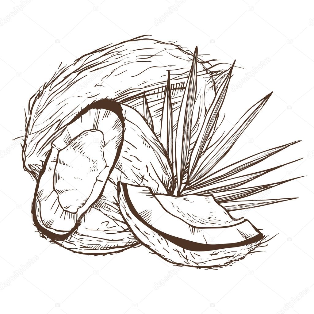 Coconut vector isolated on white background. Engraved vector illustration of leaves and nuts of coconut. Coconut in vintage style.