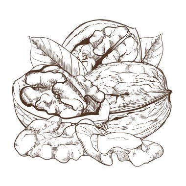 Beyaz arka plan üzerinde izole ceviz vektör