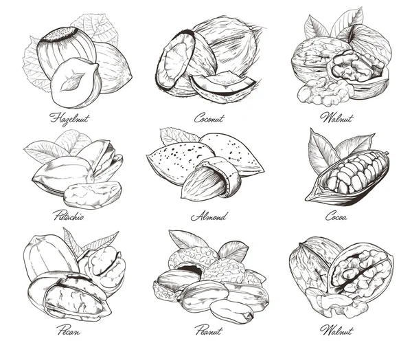 Tuercas grabadas aisladas. Conjunto de frutos secos mixtos . — Archivo Imágenes Vectoriales