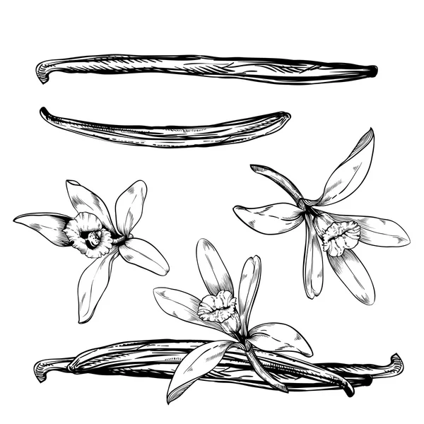Ο λοβός της βανίλιας και το λουλούδι που απομονώνονται σε λευκό — Διανυσματικό Αρχείο