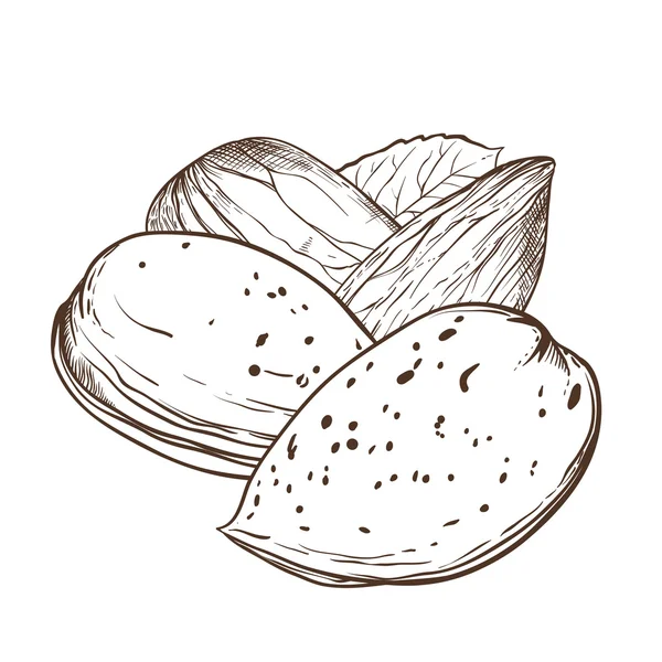 Vecteur d'amandes isolé sur fond blanc — Image vectorielle