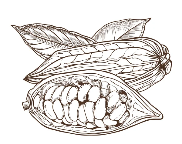 Cocoa vector aislado sobre fondo blanco — Vector de stock
