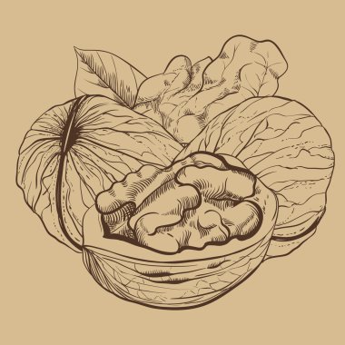 Beyaz arka plan üzerinde izole ceviz vektör