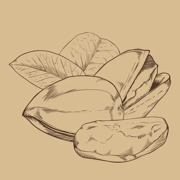 Vettore pistacchio isolato su sfondo vintage — Vettoriale Stock