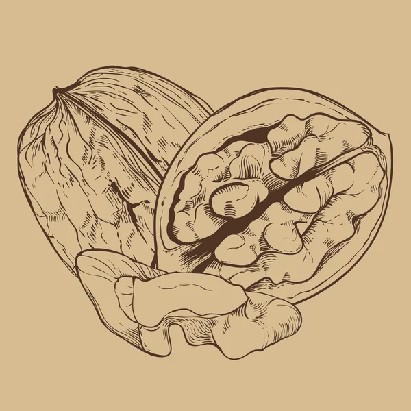 Walnut vector geïsoleerd op witte achtergrond — Stockvector